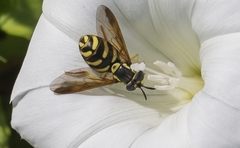 Chrysotoxum intermedium