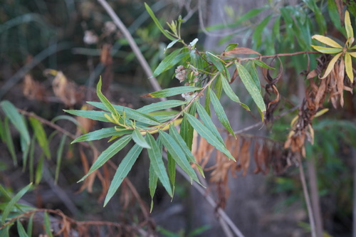 iNaturalist observation photo of mule fat