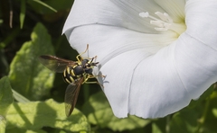 Chrysotoxum intermedium