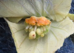 Dalechampia adscendens