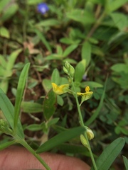 Polygala arvensis