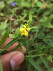 Polygala arvensis