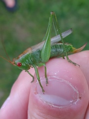 Orchelimum silvaticum