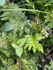 Asplenium adiantum-nigrum solidum