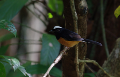 Copsychus stricklandii stricklandii