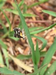 Heliothela