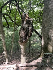 Neonectria ditissima