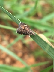 Heliothela
