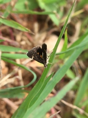 Heliothela