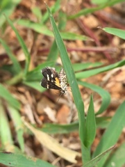 Heliothela