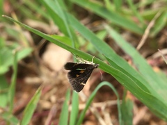 Heliothela