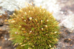 Ptychomitrium polyphyllum