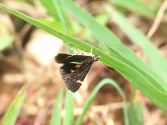 Heliothela