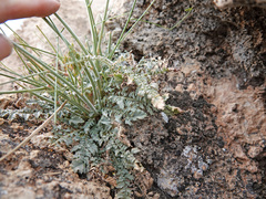 Chylismia multijuga
