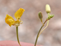 Chylismia multijuga