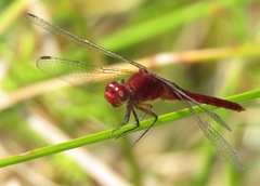 Erythemis mithroides