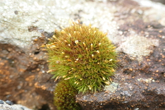 Ptychomitrium polyphyllum