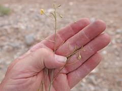 Chylismia multijuga