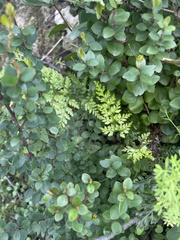 Asplenium adiantum-nigrum solidum