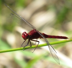 Erythemis mithroides