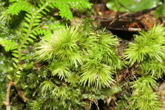 Leucobryum juniperoideum
