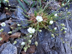 Sabulina dawsonensis