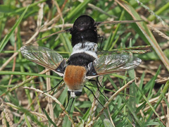Bombomyia discoidea