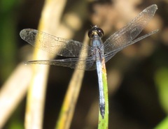 Erythrodiplax paraguayensis