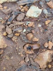 Cebrio gigas