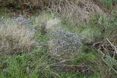 Agathosma orbicularis