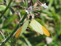 Colotis auxo