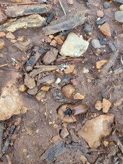Cebrio gigas