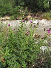 Cirsium uliginosum