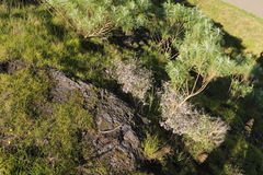 Agathosma orbicularis