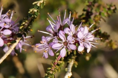 Agathosma orbicularis