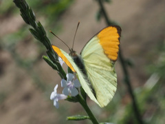 Colotis auxo