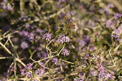 Agathosma orbicularis