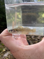 Etheostoma smithi