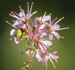 Agathosma orbicularis