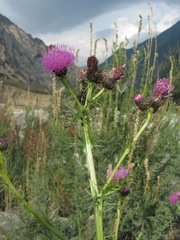 Cirsium uliginosum