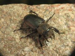 Lucanus mazama