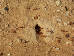 Pogonomyrmex maricopa