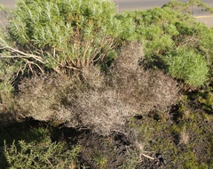 Agathosma orbicularis