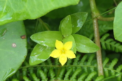 Lysimachia azorica