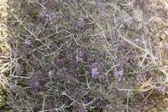 Agathosma orbicularis