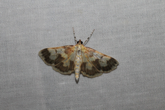 Polygrammodes langdonalis