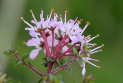 Agathosma orbicularis