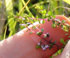 Agathosma orbicularis