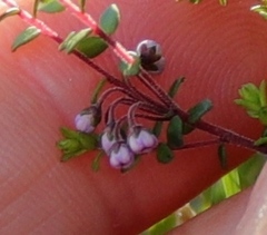 Agathosma orbicularis