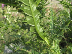 Cirsium uliginosum